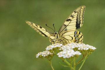 Old World Swallowtail butterfly - Papilio machaon, beautiful colored iconic butterfly from European meadows and grasslands.