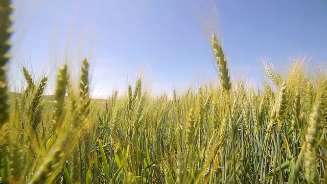 Camera moves slowly between green wheat sprouts. Green spikes slowly rock in the sunlight