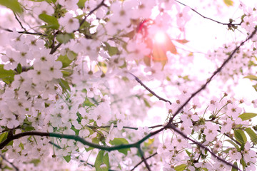 Beautiful pink cherry blossom (Sakura) flower at full bloom. Background