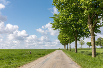 Fototapeta na wymiar Weg zwischen Feldern in Norddeutschland