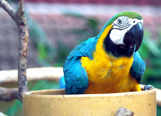 Parrot Bird