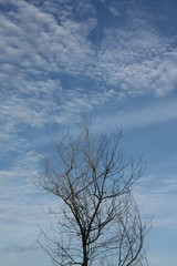 tree and cloud sky
