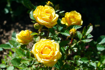 Yellow rose in the garden