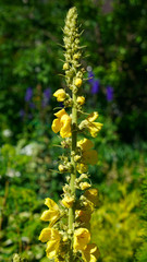 Close up of the flowers of Verbascum thapsus (great mullein or common mullein)
