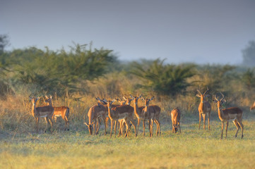 Naklejka na ściany i meble Impala (Apyceros melampus_ caught in the glow of the rising sun. Mkusi, kwazulu Natal. 