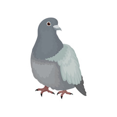 Cute grey urban pigeon bird vector Illustrations on a white background