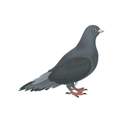 Cute grey urban pigeon bird standing, side view vector Illustrations on a white background