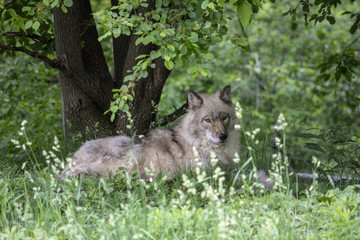 Wolf is under the tree