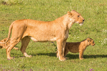 Panthera Leo female lion with lion cub standing Ngorongoro Tanzania Africa