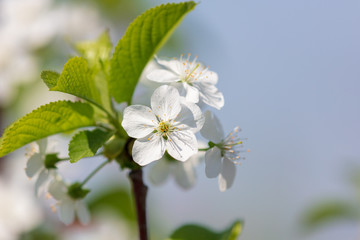 Flowers on the branches of a tree in the nature
