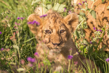 Lion cub in flowers portrait Ngorongoro Tanzania Africa