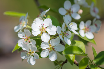 Flowers on the branches of a tree in the nature
