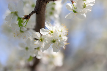 Flowers on the branches of a tree in the nature