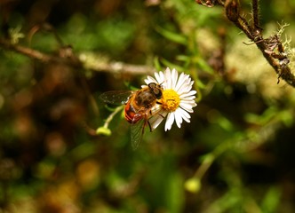 Bee