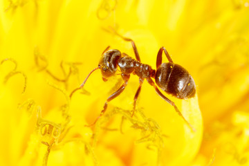 The ant is on a yellow dandelion flower