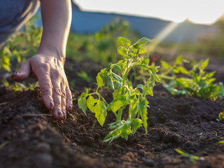 Girl planting seedlings tomatoes in the garden