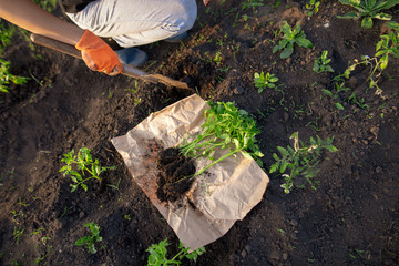 Fototapeta premium Girl planting seedlings tomatoes in the garden