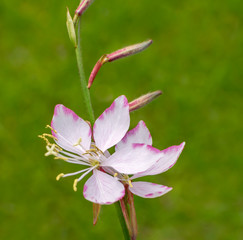 Beautiful delicate flower blossom 