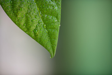 Gr&uuml;nes blatt auf sch&ouml;nem bokeh. Erfrischend nat&uuml;rlich.