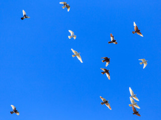 A flock of pigeons in flight against the blue sky