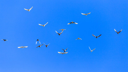 A flock of pigeons in flight against the blue sky