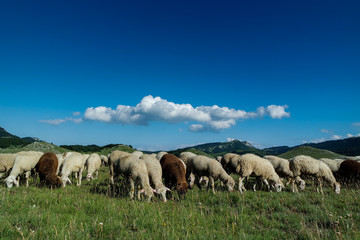 Naklejka na ściany i meble flock of sheep grazing in a meadow