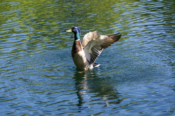 Duck flaps its wings
