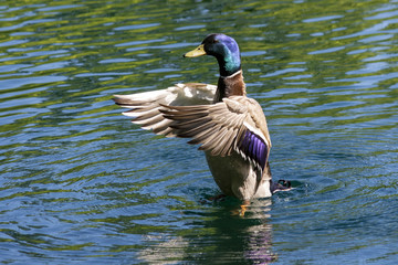 Duck flaps its wings