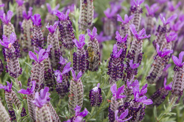 A bee in lavender field