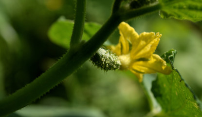 Little cucumber