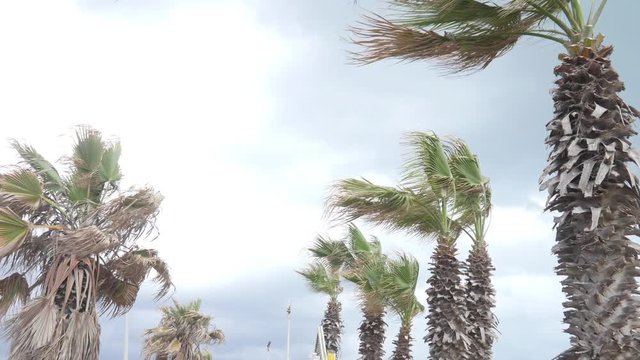 Sea Resort in Italy - storm wind shakes the branches of palm trees