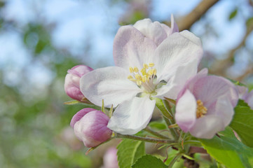 Fototapeta na wymiar apple flower on garden background, green fresh leaves, springtime, landscape design 