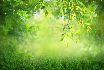 Natural green defocused spring summer blurred background with sunshine. Juicy young grass and foliage on nature in rays of sunlight, scenic framing, copy space. - obrazy, fototapety, plakaty