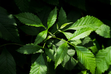 Fototapeta na wymiar Small green leaf with light.
