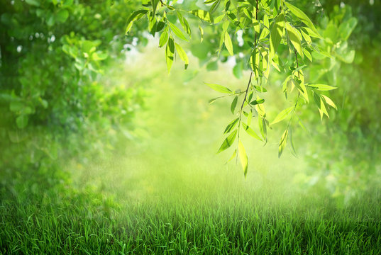 Natural green defocused spring summer blurred background with sunshine. Juicy young grass and foliage on nature in rays of sunlight, scenic framing, copy space.