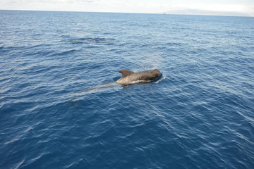Fototapeta premium Pilot whale