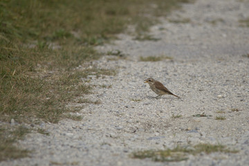 A Red-backed Shrike is sitting on a gritty dirt road on the ground