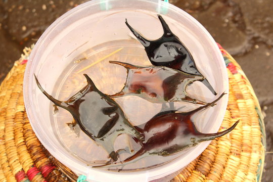 Close up photo of shark egg cases or mermaid purses offered for sale on the market in Marrakesh,Morocco.