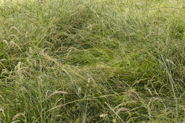 A long leaf flatten squashed bushy green grass - close up background