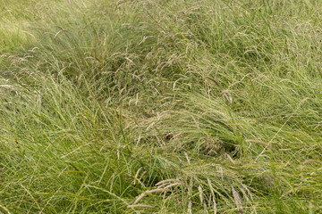 A long leaf flatten squashed bushy green grass - close up background