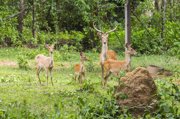 Brow antlered deer