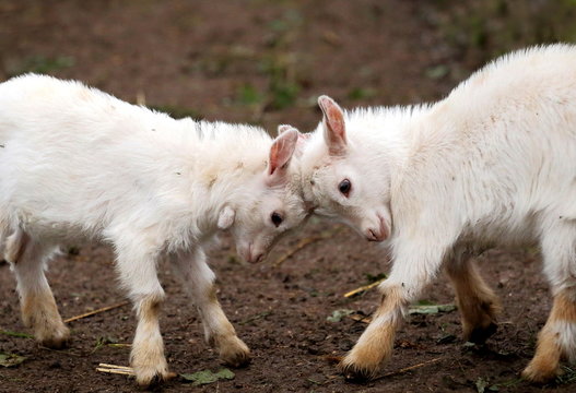 Two white goat kids are fighting just for play in a farm,it's call butting.  Stock Photo | Adobe Stock