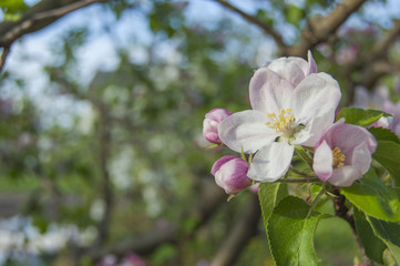 apple flower on garden background, green fresh leaves, springtime, landscape design 