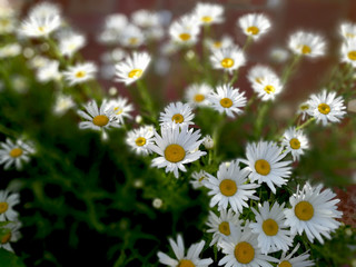daisies at garden on grenery