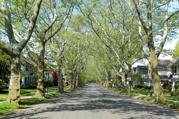 Nice suburban alley or mall, lined with shade trees,Bellerose is a middle class neighborhood on the eastern edge of the New York City borough of Queens, along the border of Queens and Nassau County. - obrazy, fototapety, plakaty