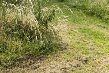 Green fresh mown grass covered by dry hay close up