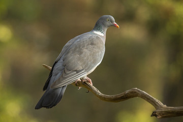 Pigeon