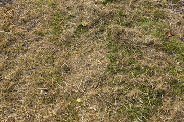 Green fresh mown grass covered by dry hay close up