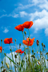 Fototapeta premium poppy flowers under blue sky and sunlight