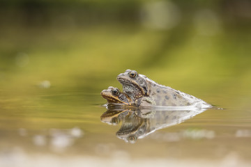 Common Frog, Rana temporaria